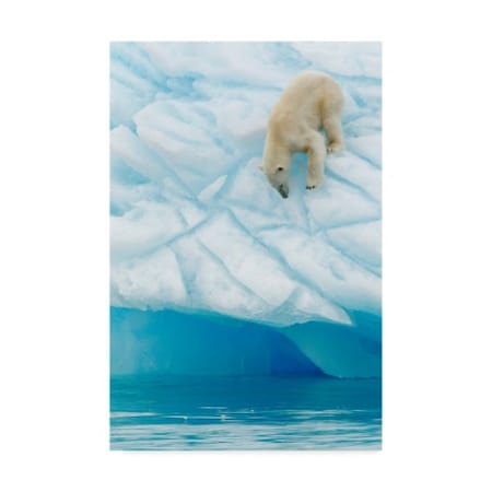 Joan Gil Raga 'Polar Bear Vertigo' Canvas Art,16x24